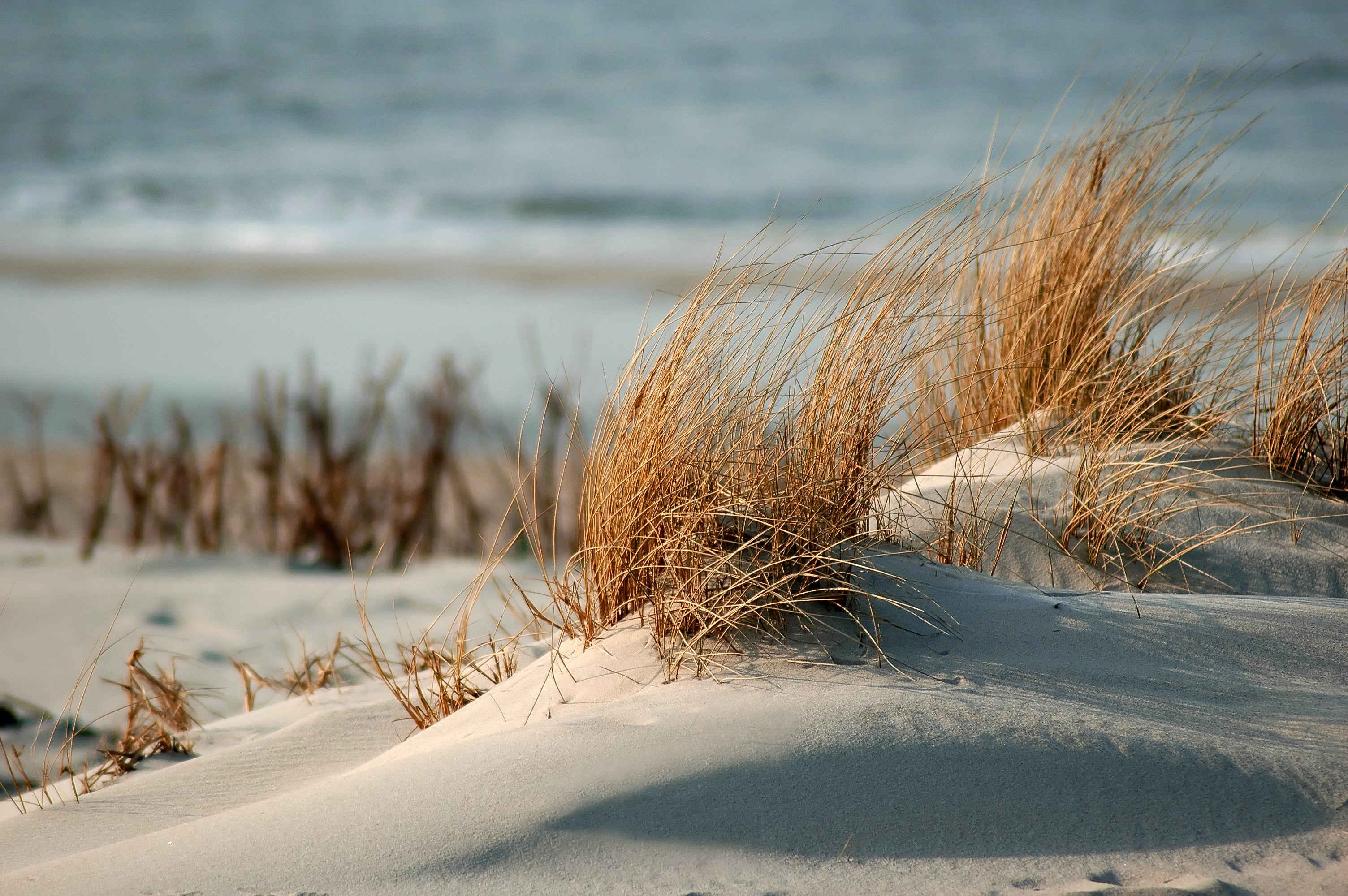 Sheep of Sylt